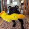 Ducky